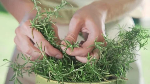 The cook rips off the fresh thyme for spicing the dish, fresh greens from own Stock Footage 77578158