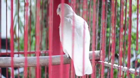 A Cookato Stock Footage 229821999