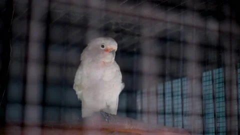 A Cookato Stock Footage 229822016