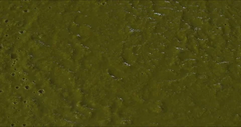 Cooked and high-speed-blended white mustard greens. Stock Footage 311052772