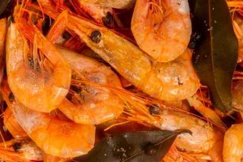Cooked Atlantic prawns flow around in a stainless steel colander Stock Photos