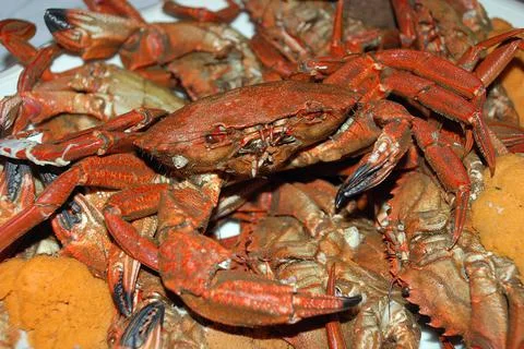 Cooked big crabs Stock Photos