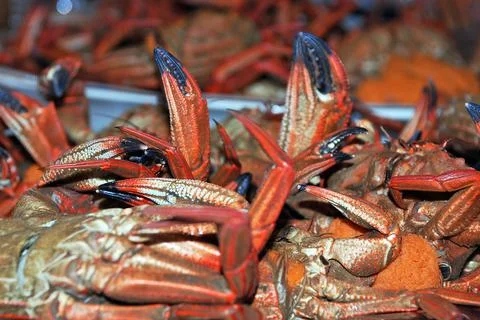 Cooked big crabs Stock Photos