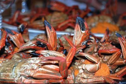 Cooked big crabs Stock Photos
