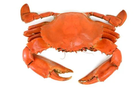 Cooked blue crab Stock Photos