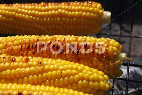 Cooked corn cobs on barbecue grill Stock Photos