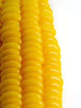 Cooked corn on white background Stock Photos