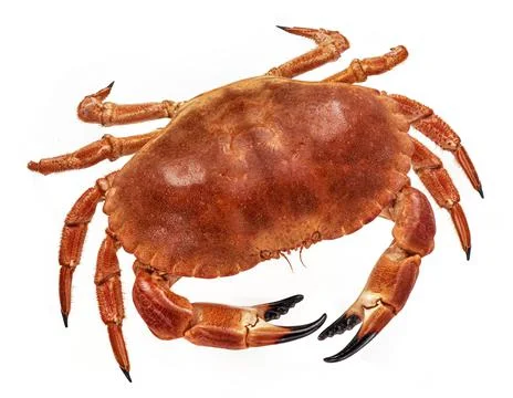 Cooked crab isolated on white background, top view Stock-Fotos