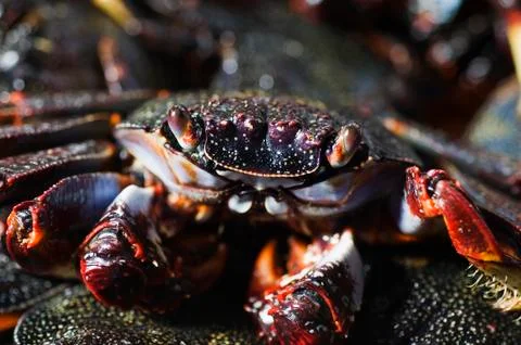 Cooked crab Stock Photos