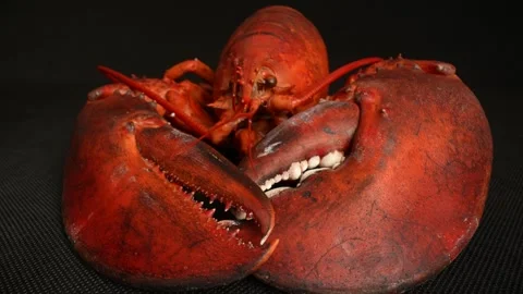 Cooked Lobster in a macro dolly shot Stock Footage 249932676