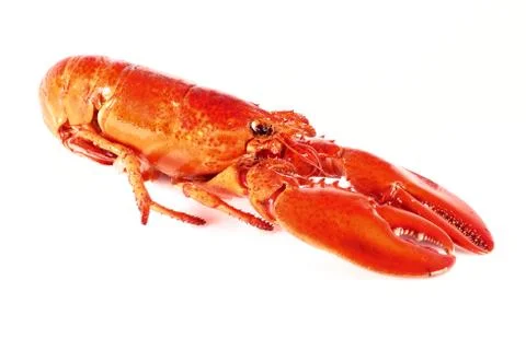 Cooked lobster Stock Photos