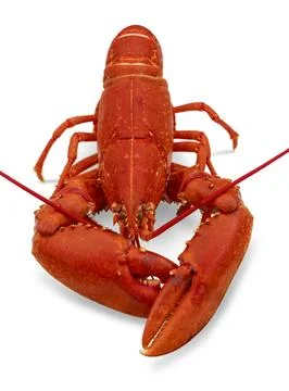 Cooked lobster Stock Photos