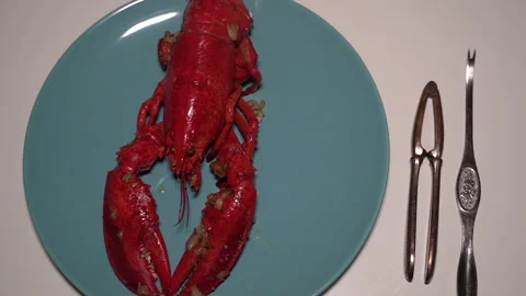 Cooked lobster on plate with seafood tools. Vídeos de archivo 333864480