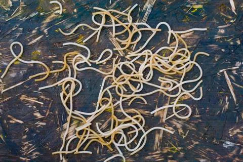 Cooked noodle background Stock Photos