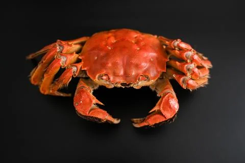 Cooked red crab on black background Stock Photos