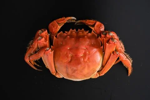 Cooked red crab on black background Stock Photos