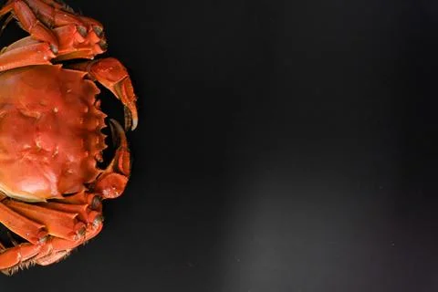 Cooked red crab on black background with copy space Stock Photos