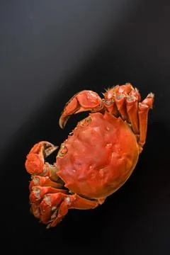 Cooked red crab on black background Stock Photos