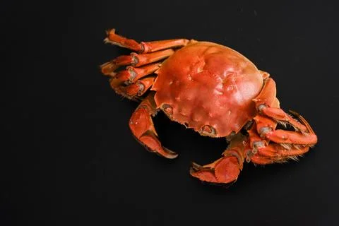 Cooked red crab on black background Stock Photos