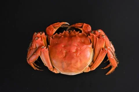 Cooked red crab on black background Stock Photos