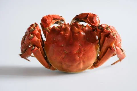 Cooked red crab isolated on light background Stock Photos