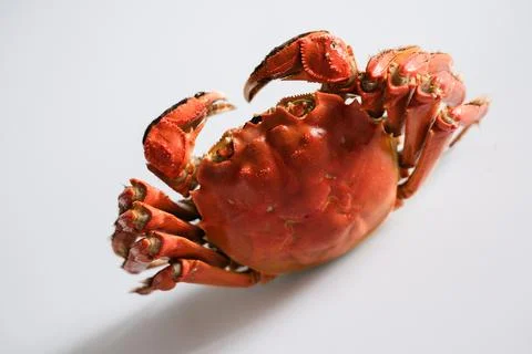 Cooked red crab isolated on white background Stock Photos