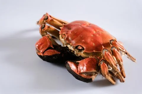 Cooked red crab isolated on white background Stock Photos