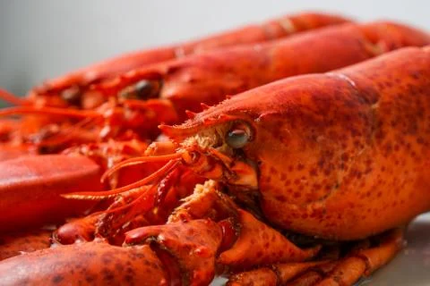 Cooked red Lobsters Stock Photos