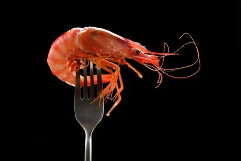 Cooked red shrimp on fork isolated on black background Stock Photos