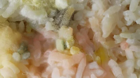 A cooked rice with visible mold and fungus growth. Stock Footage 277250171