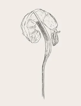 Cooked shrimp on fork, sketch vector. Stock Illustration