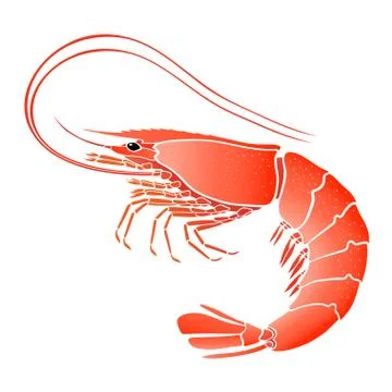 Cooked shrimp isolated on white Stock Illustration