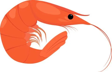 Cooked shrimp on white background Illustrazione stock