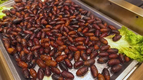 Cooked silkworms in a cafe. Fried silkworms Stock Footage 341849439