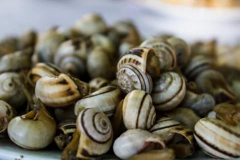 Cooked snails or escargot close up Stock Photos