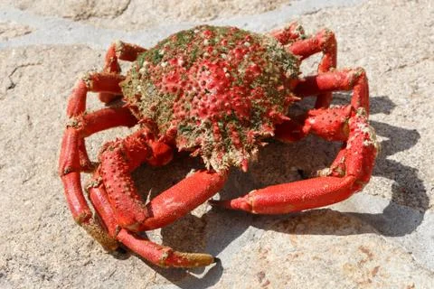 Cooked spider crab Stock Photos