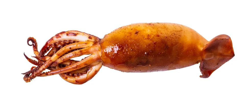 Cooked squid close-up Stock Photos