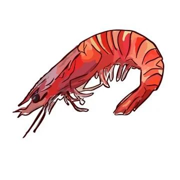 Cooked uncooked shrimp Stock Illustration