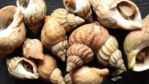 Cooked whelks texture background zooming in and seamless looping Stock Footage 141448924
