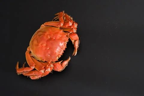 Cooked whole crab on dark background Stock Photos