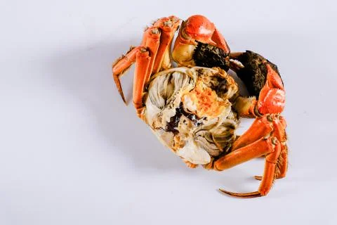 Cooked whole crab opened on white background Stock Photos