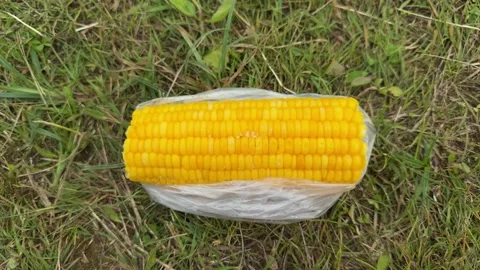 Cooked yellow corn on the cob in plastic bag on green grass Vídeo Stock 338361697