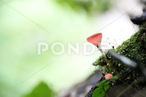 Cookeina sulcipes Fungi cup Stock Photos
