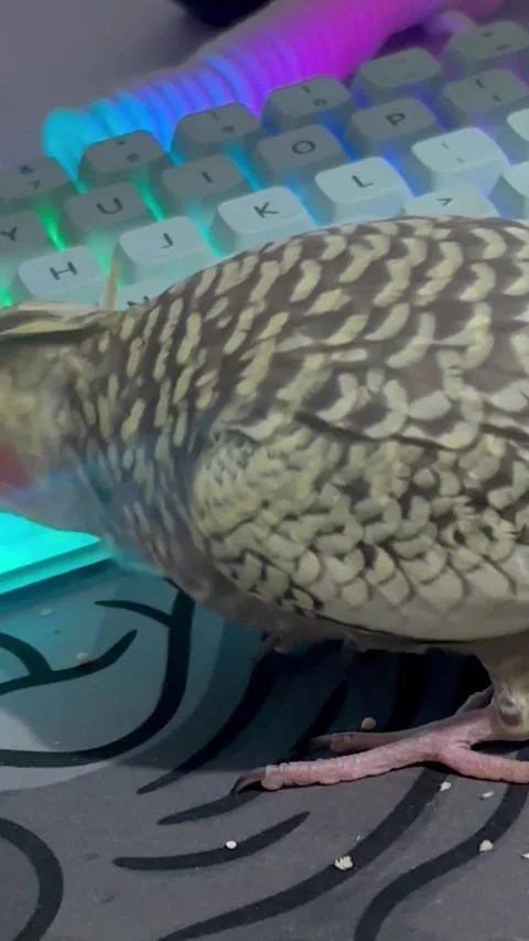 Cookie Always Finds a Way to Destroy My Computer Mouse, Philippines - 05 Sep 202 動画素材 316713497