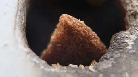 Cookie and squirrel Stock Footage 276821463