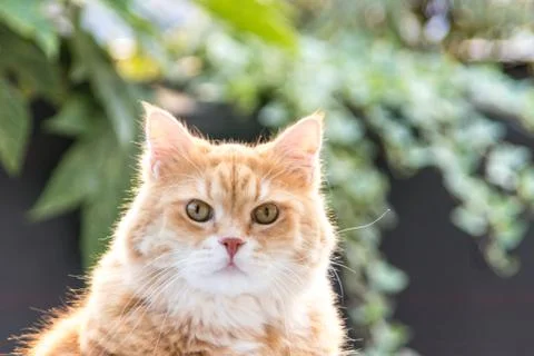Cookie the cat on the terrace Foto stock