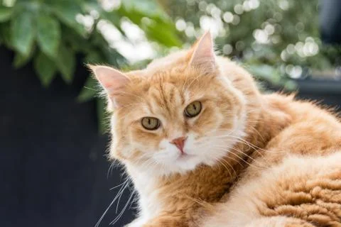 Cookie the cat on the terrace Stock Photos