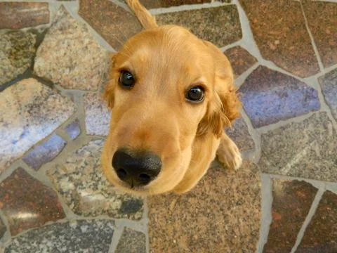 Cookie looking Stock Photos