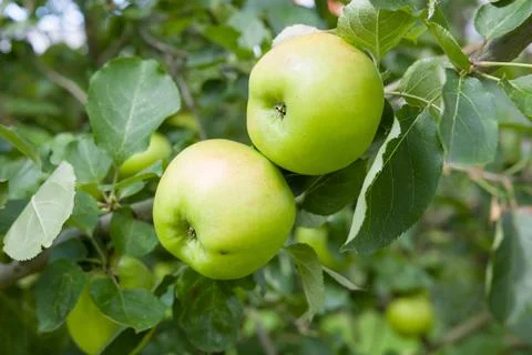 Cooking apples growing in tree Stock Photos