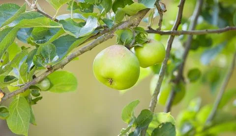 Cooking apples growing in tree Stock Photos